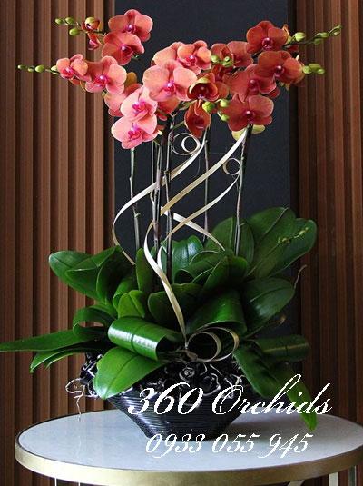Chậu lan hồ điệp tết 6 cành đỏ may mắn