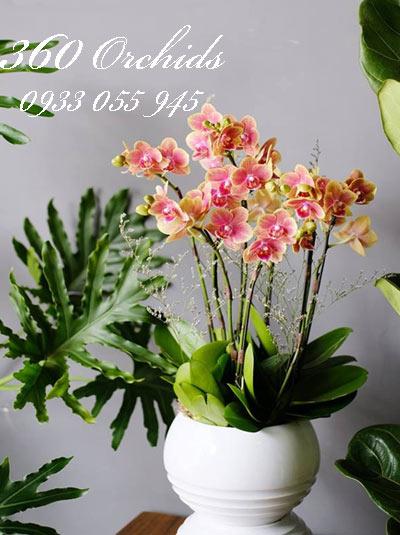 Chậu lan hồ điệp tết đẹp- Xuân rạng ngời