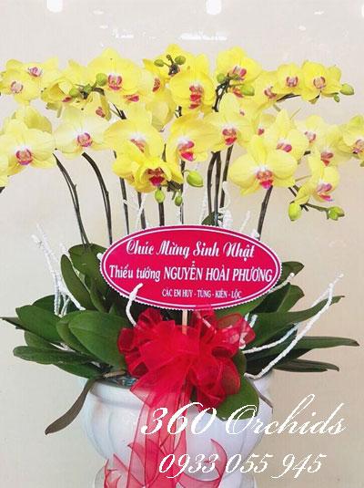 Chậu lan hồ điệp tết - Lan 8 cành vàng sum vầy