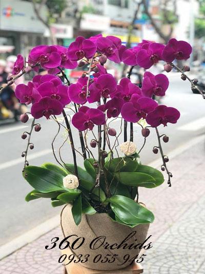 Chậu lan hồ điệp tết - Lan tím 6 cành