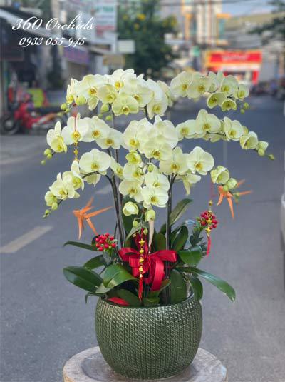 Chậu lan hô điệp têt - Lộc xuân