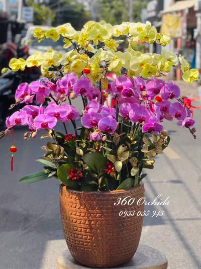 Chậu lan hồ điệp - May mắn cả năm