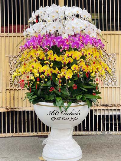 Chậu lan hồ điệp tết - Rước hên vào nhà