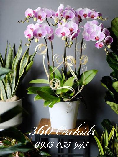 Chậu lan hồ điệp tết  - Sắc môi hồng