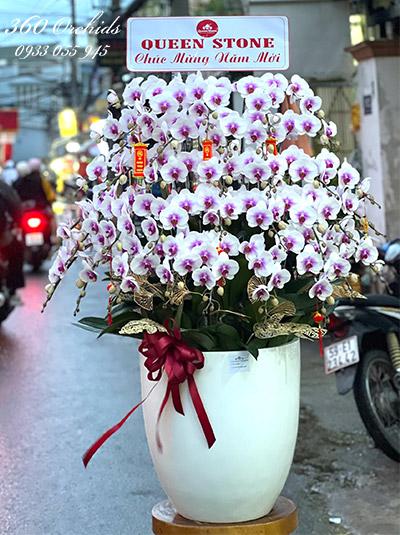 Chậu lan hồ điệp tết - Sung túc an khang