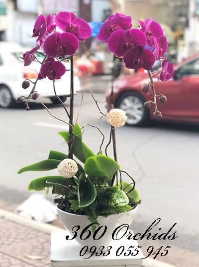 Chậu lan hồ điệp tím 2 cành