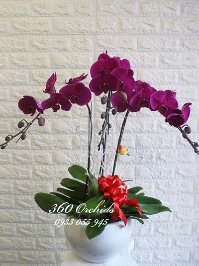 Chậu lan hồ điệp tím 3 cành