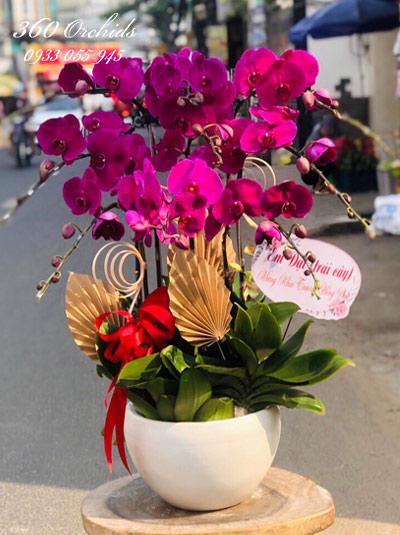 Chậu lan hồ điệp tím - Vũ điệu thanh xuân