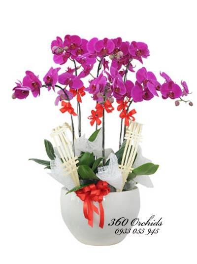 Chậu lan hồ điệp tím an khang