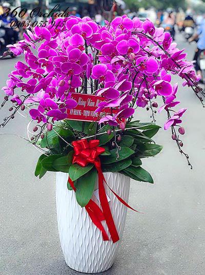 Chậu lan hồ điệp tím - Chân ái