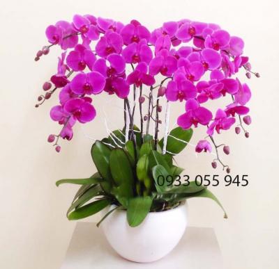 Chậu lan hồ điệp tím đậm tuyệt đẹp
