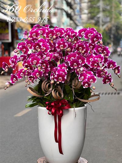 Chậu lan hồ điệp tím - Đỉnh cao danh vọng
