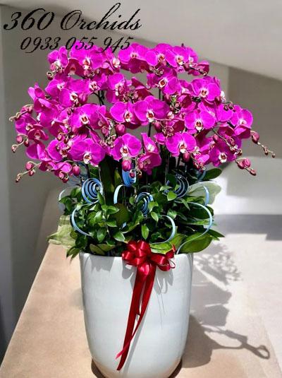 Chậu lan hồ điệp tím - Đưa may mắn đến