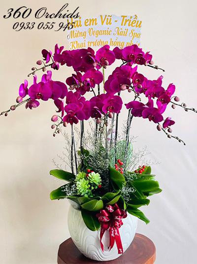 Chậu lan hồ điệp tím - Hạnh phúc ấm êm