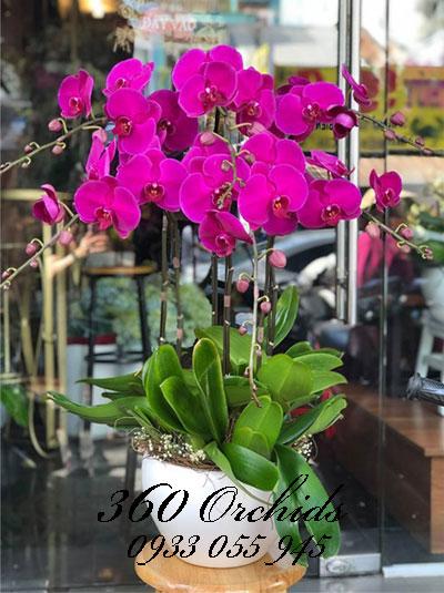 Chậu lan hồ điệp tím - Lộc đến nhà
