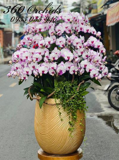 Chậu lan hồ điệp tím - Lộc tài vô biên