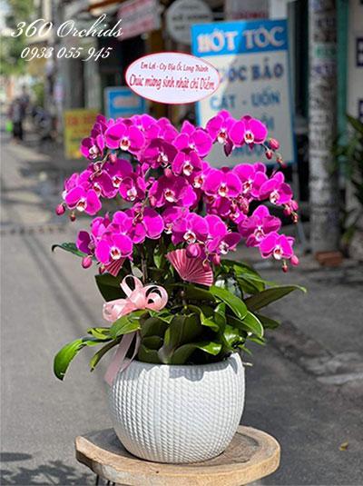 Chậu lan hồ điệp tím - Mãi bền lâu