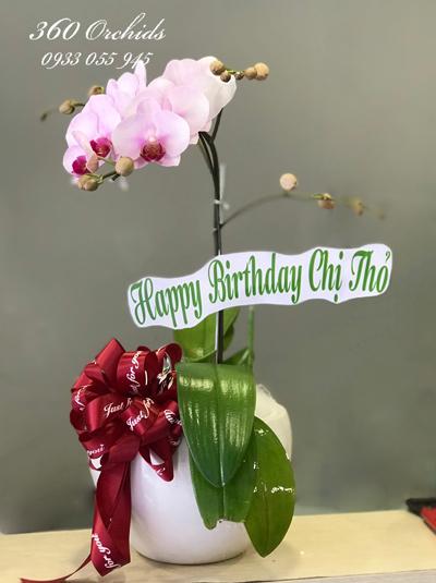 Chậu lan hồ điệp hồng mini - Nét duyên