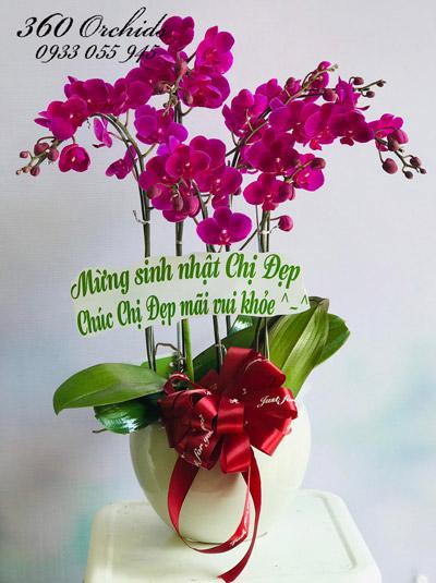 Chậu lan hồ điệp tím mini - Sweet dream