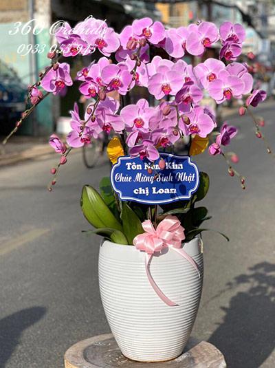 Chậu lan hồ điệp tím - Muôn hoa đua nở