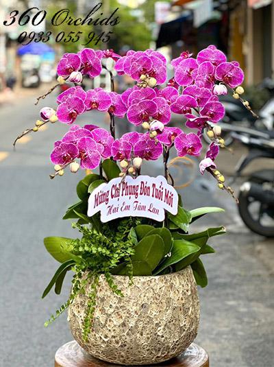 Chậu lan hồ điệp tím - Ngày hạnh phúc