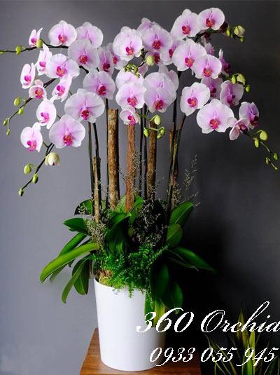Chậu lan hồ điệp tím nhạt 8 cành sung túc