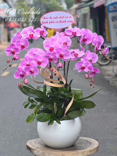 Chậu lan hồ điệp tím - Phú quý