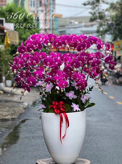 Chậu lan hồ điệp tím - Phút an yên