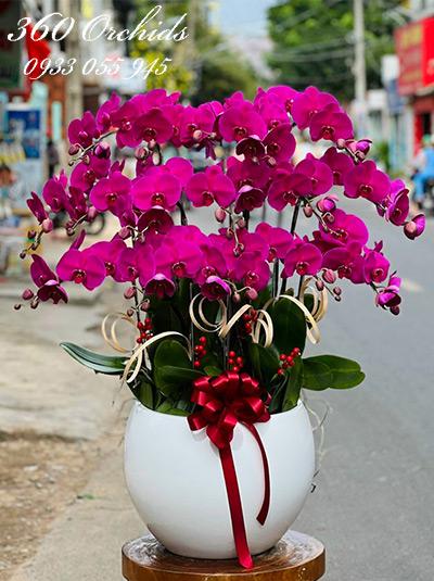 Chậu lan hồ điệp tím - Sắc đẹp vương giả
