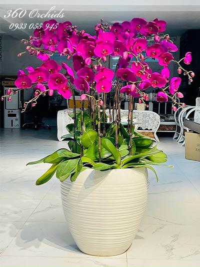 Chậu lan hồ điệp tím - Sắc xinh