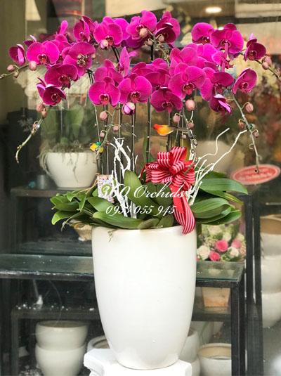 Chậu lan hồ điệp tím - Tầm cao mới