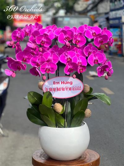 Chậu lan hồ điệp tím - Tiền tài vô biên