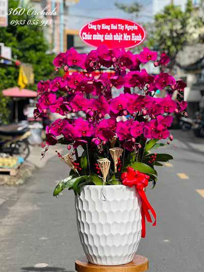 Chậu lan hồ điệp tím - Vạn điều may