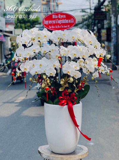 Chậu lan hồ điệp trắng - Ngày tươi sáng