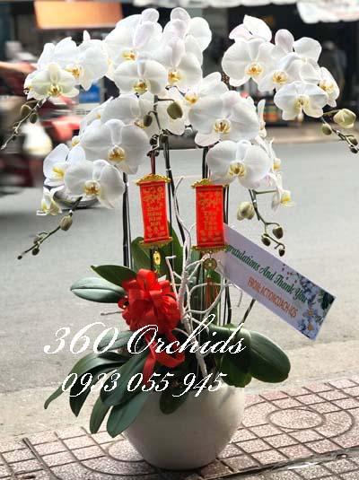 Chậu lan hồ điệp trắng - Chào xuân