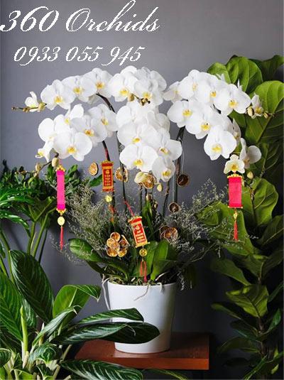 Chậu lan hồ điệp trắng chưng tết - Nghe mùa xuân về