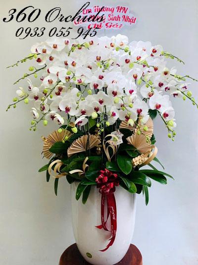 Chậu lan hồ điệp trắng - Cuộc sống an lành