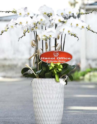 Chậu lan hồ điệp trắng- đón tết