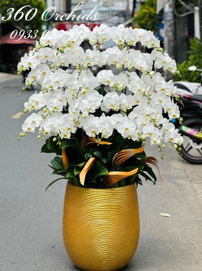 Chậu lan hồ điệp trắng - Giàu sang phú quý