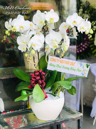 Chậu lan hồ điệp trắng - Khởi đầu tươi tắn