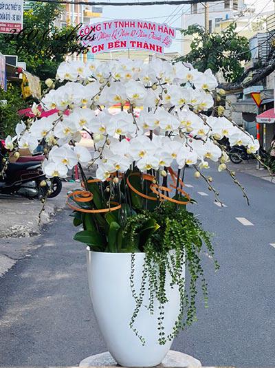 Chậu lan hồ điệp trắng - Niềm say mê