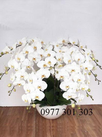 Lan hồ điệp trắng- Niềm vui ngập tràn