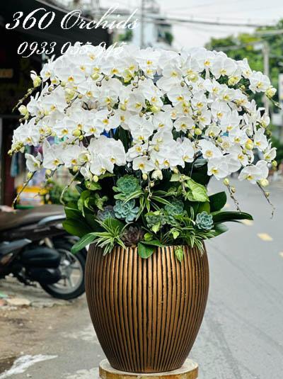 Chậu lan hồ điệp trắng - Phồn vinh