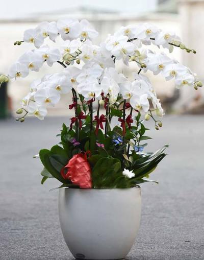 Chậu lan hồ điệp trắng sang trọng nhất