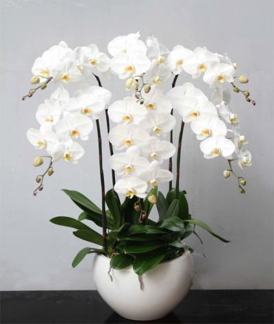 Chậu lan hồ điệp trắng - Sang trọng