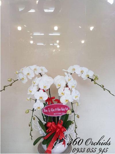 Chậu lan hồ điệp 4 cành trắng sang trọng