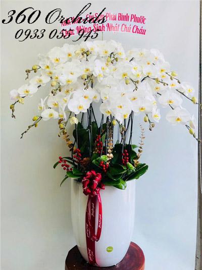 Chậu lan hồ điệp trắng - Tài vận tươi sáng
