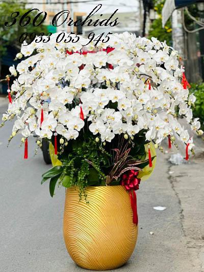 Chậu lan hồ điệp trắng - Thắng lợi bội thu