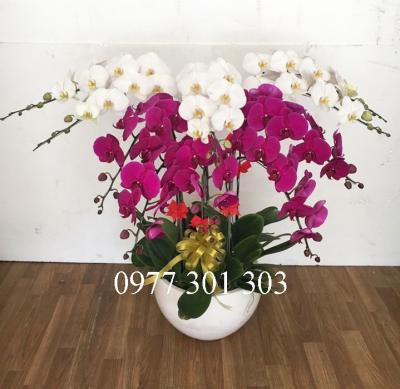 Chậu lan hồ điệp trắng tím kết hợp