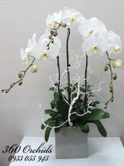 Chậu lan hồ điệp trắng tinh khôi